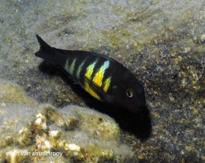 Tropheus hybrid Mahale Mountains NP